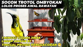 UPDATE ON SOGON RESULTS FROM OMBYOKAN❗THIS IS HOW I PROCESS SOGON MATERIALS UNTIL IT SOUNDS GACOR❗