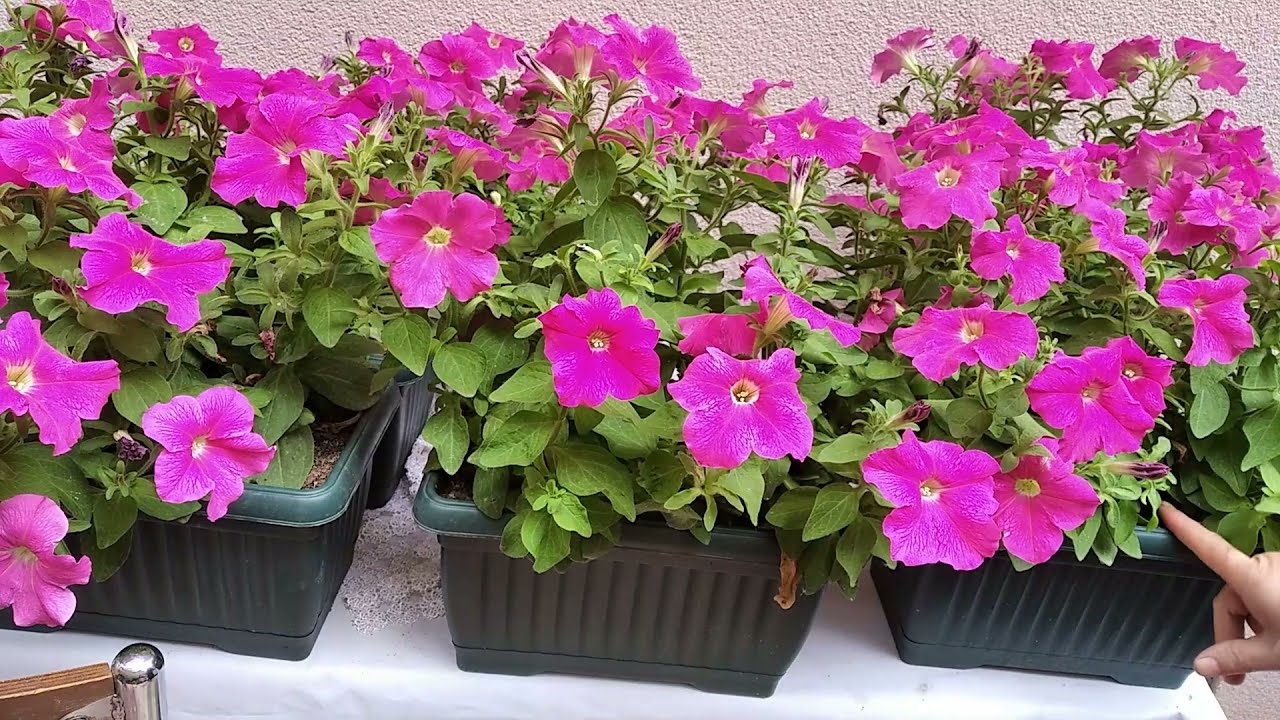 PETUNYALAR (PETUNİA) NASIL BAKILIR, NELERDEN HOŞLANIR VE BOL ÇİÇEKLİ OLMASI İÇİN NE YAPILIR ?