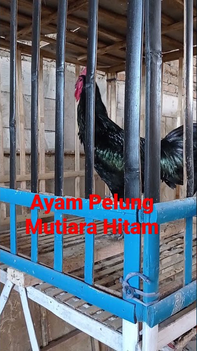 KOKOK MERDU AYAM PELUNG MUTIARA HITAM | MAKMUR JAYA AYAM PELUNG | MAKMUR JAYA AYAM PELUNG