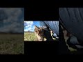 3年前に家に入ってきた猫のその後 #shorts