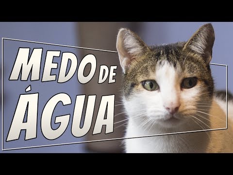 Vídeo: Por Que Os Gatos Têm Medo De água?