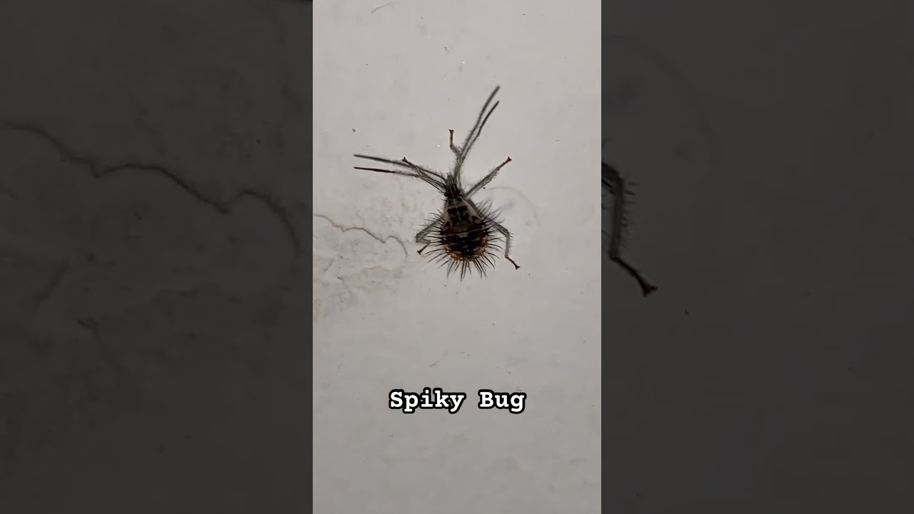 Spiky Bug on wall 