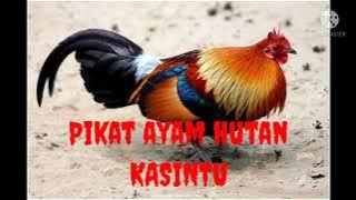 suara ayam hutan kasintu/pikat kasintu/ayam hutan merah jawa/mp3 kasintu