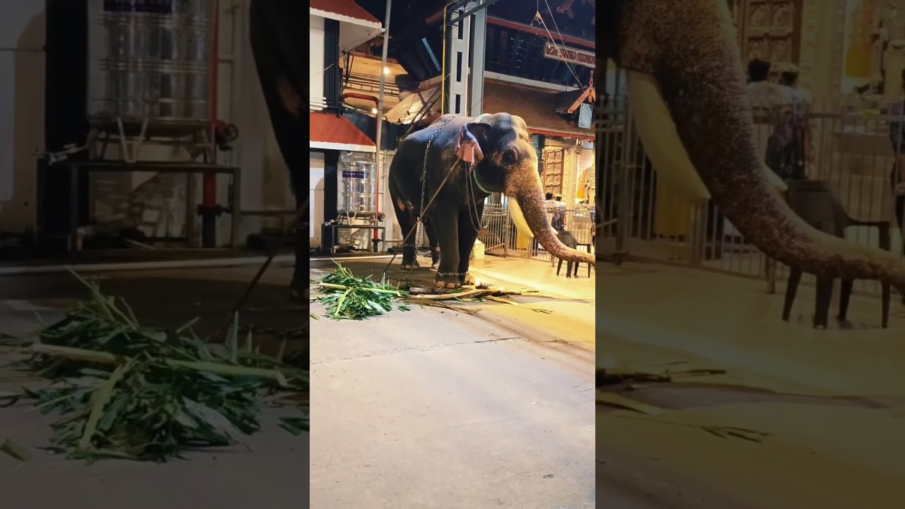 ശീവേലിക്ക് പോകാൻ കാത്തുനിൽക്കുകയാണ് 🔥❤️ #shortsfeed #shorts #viral #short #subscribe #kerala