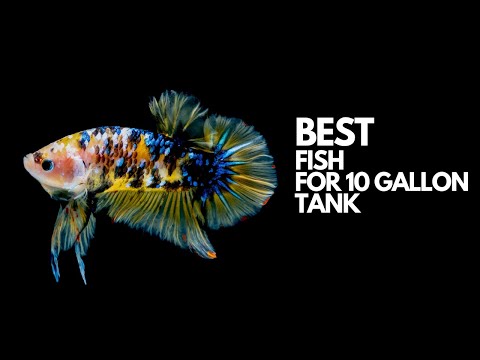 Video: Ikan Terbaik untuk Pengaturan Tangki 10-Galon