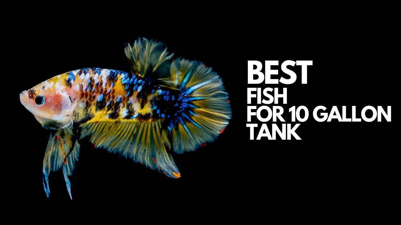 Best Fish For 10 Gallon Tank - 15 Best (With Pictures!) - Aquariumstoredepot