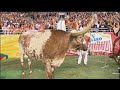 Raising Bevo: Life as the UT mascot's family | KVUE