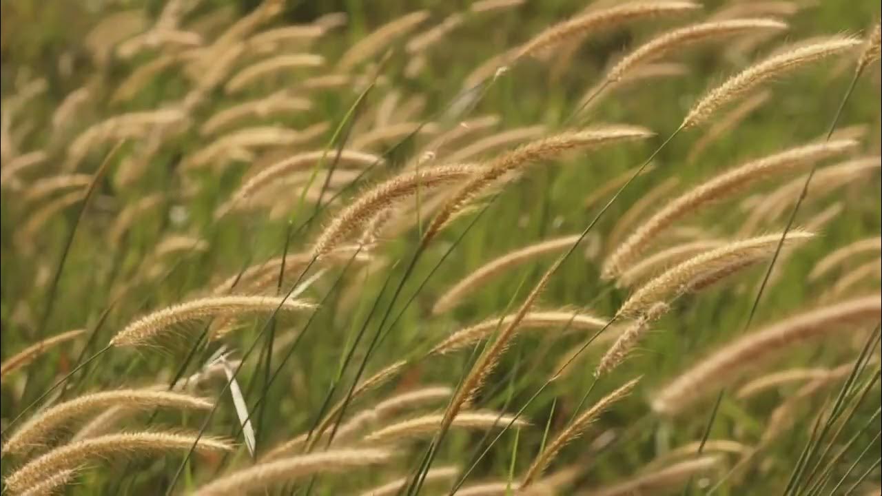 reeds seeds grass wind пшеницы семена трава ветер YouTube