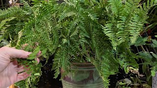 New Favorite Fern to Grow Indoors