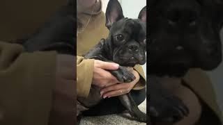Арнюша#французский Бульдог#2025🐾