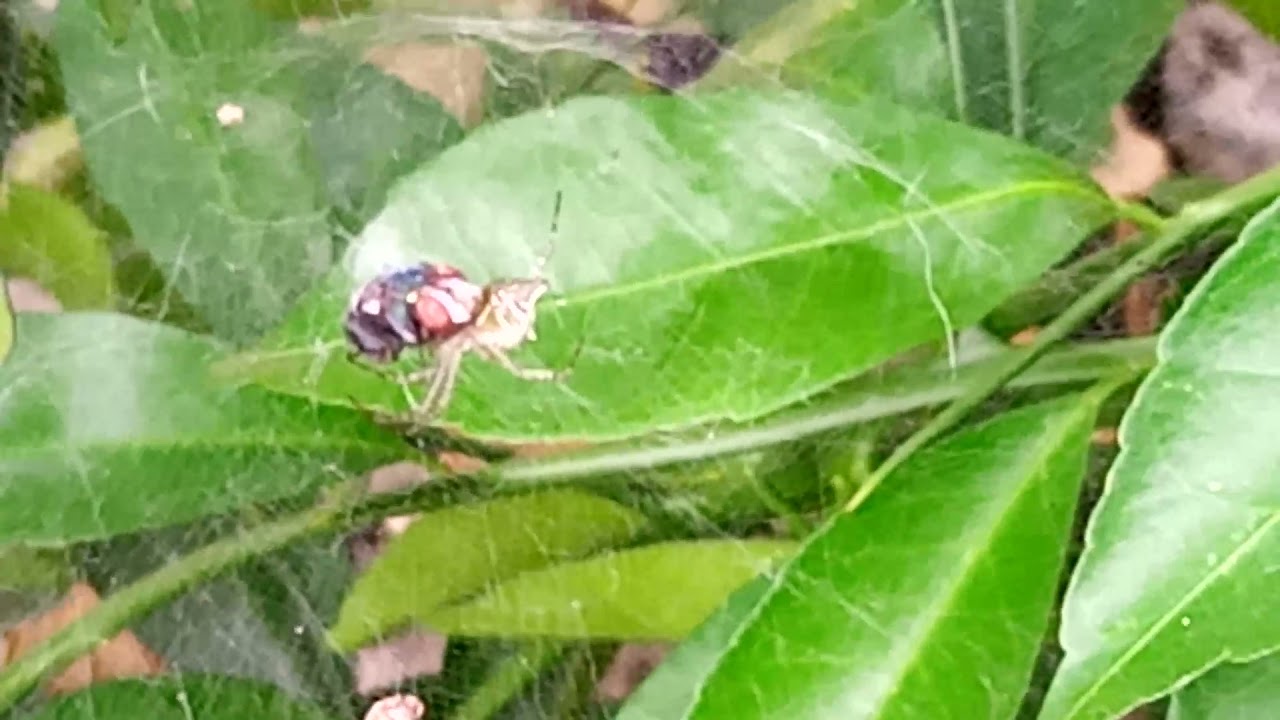 How Do Spiders Eat Their Prey? YouTube