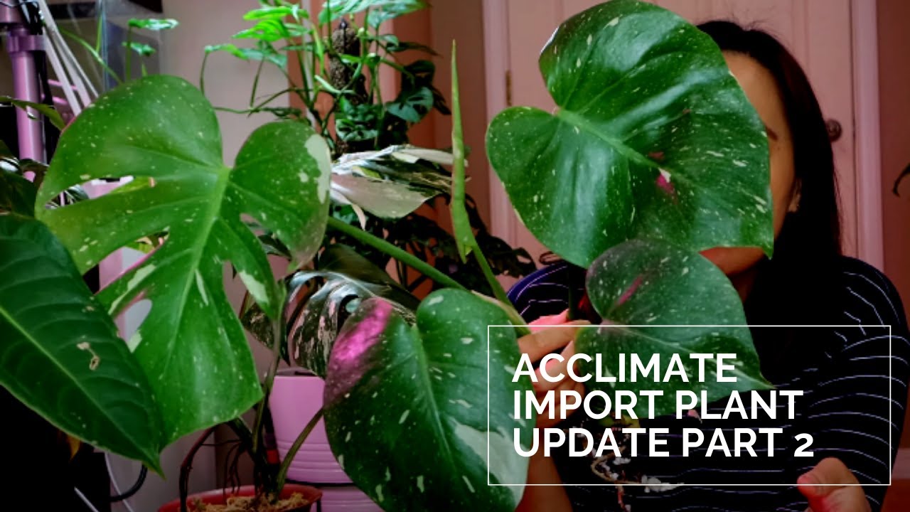 Acclimate Import Plant Update Part 2 Monstera Thai Constellation Update Youtube