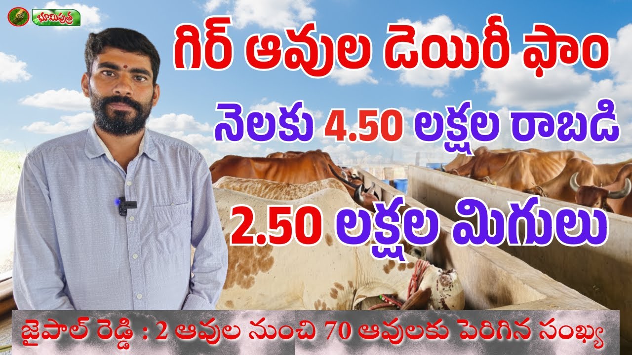 గిర్ ఆవుల డెయిరీతో ఆదాయం బాగుంది | gir cow dairy | bhumiputhra telugu