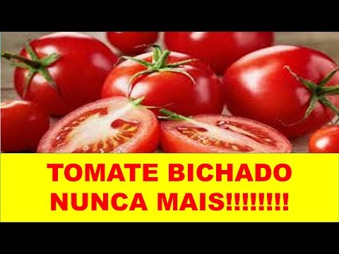 Vídeo: Que bichos comem tomates?