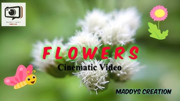 Flowers|Macro Flowers Video|Macro Cinematic Video|Macro Video|Cinematic Video|Macro Flowers|