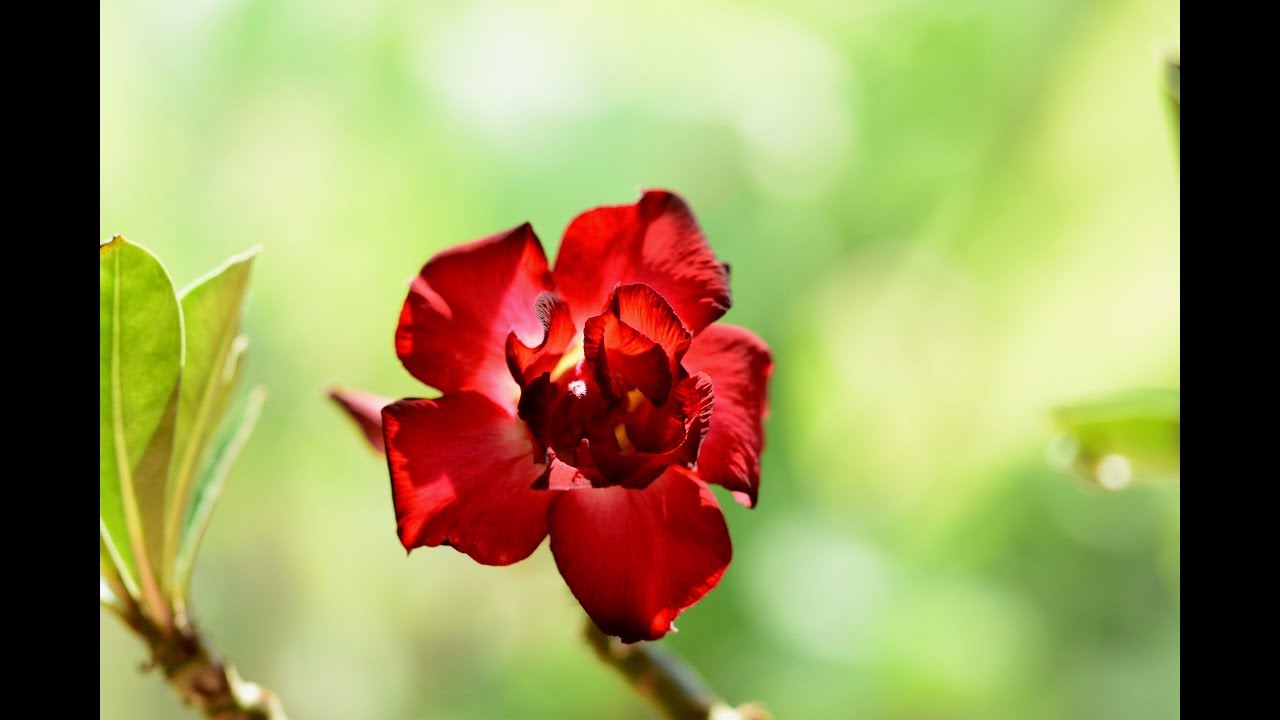 Adenium obesum Black Magic blüht: Pflege der dunklen Wüstenrose