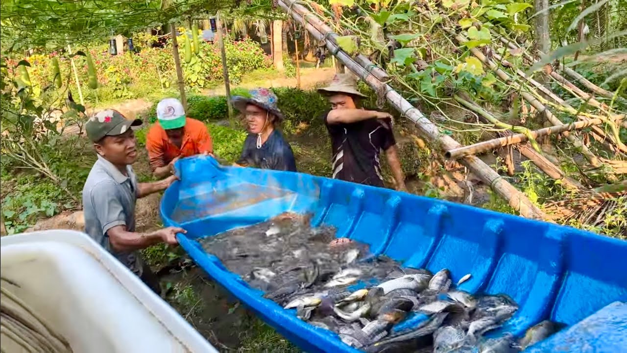 4 ANH EM TÁT MƯƠNG BẮT CÁ ĐẦY NGHE - CHÒI LÁ QUÊ # T 56