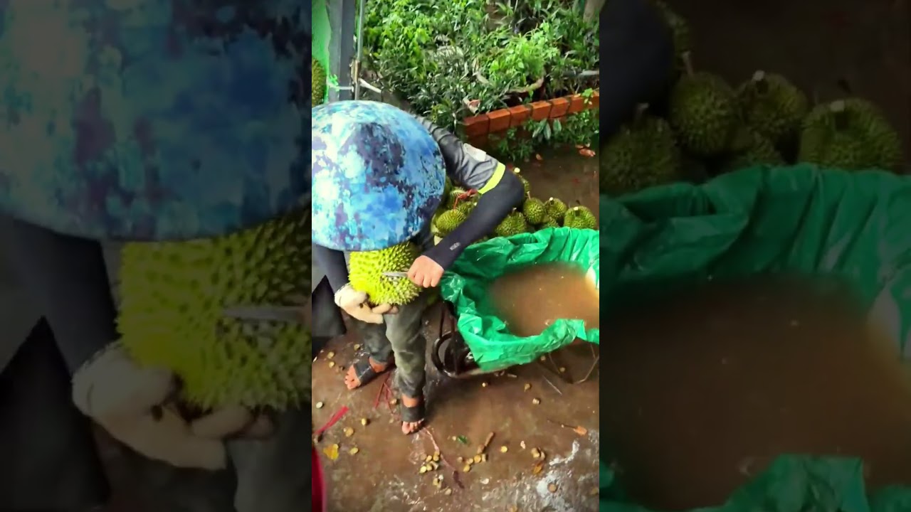 simple tricks for selecting and cleaning freshly harvested durian 