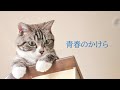 青春のかけら