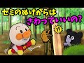セミのぬけがら触ってもいいの?アンパンマンたちとセミの抜け殻を観察してみよう!🐤