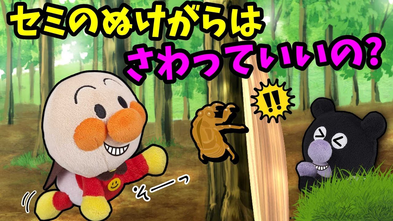 セミのぬけがら触ってもいいの？アンパンマンたちとセミの抜け殻を観察してみよう！🐤