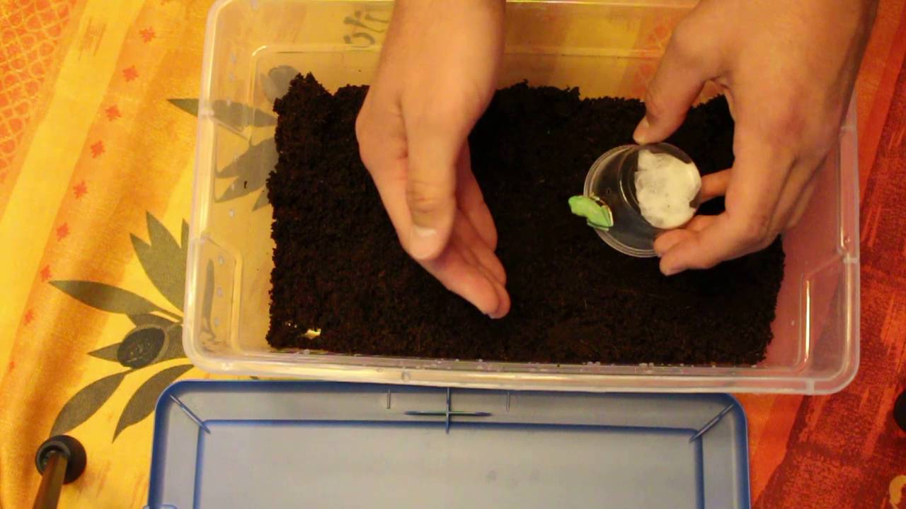 how to video while playing music HET ALBINO RED EYE TREE FROG QUARANTINE SETUP 09-07-16