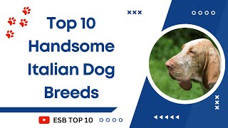 Top 10 Handsome Italian Dog Breeds | ESB Top 10 #dogbreeds #italiandog