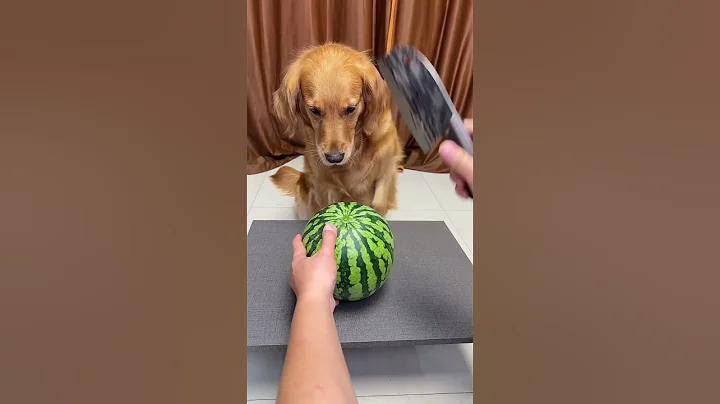狗子的眼光确实很独特😆 #神奇动物在 - 天天要闻