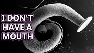 Tapeworm facts: found in a body near you | Animal Fact Files