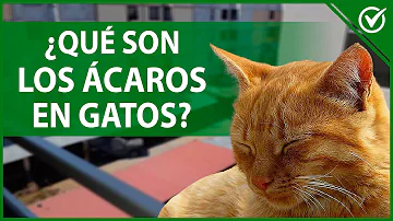 ¿Cuáles son los síntomas de los ácaros del gato?