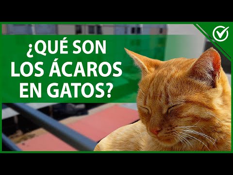 Video: ¿Cómo puedo mantener mi perro quieto así puedo recortar el cabello alrededor de sus ojos?