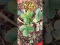এই একটা ভুলেই স্ট্রবেরি নষ্ট হয়ে যায় 😱🍓#shorts #garden #strawberry #terracegardenindia #ytshorts