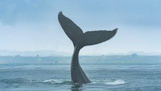 Monterey Whale Watching