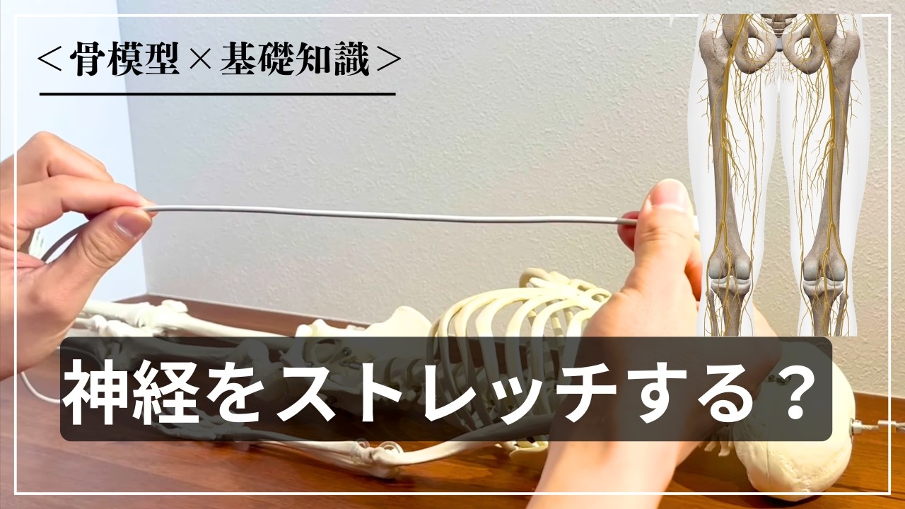 【神経ストレッチ】神経が伸びるってどういうこと？