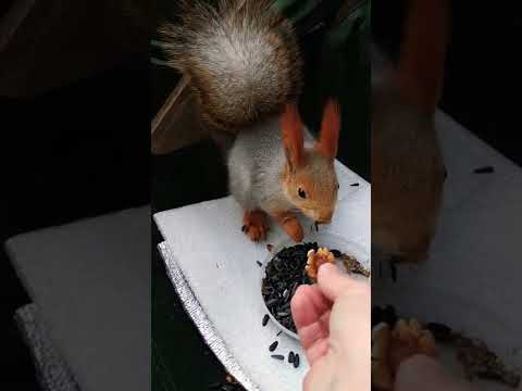 Белочка заглядывает в дом#животные#animals#белка#смешныеживотные#squirrel