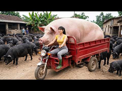 [ TIMELAPSE ] She Delivered a Giant Pig to the Village Farm and Shocked Everyone