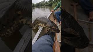 sucuri subindo na canoa #shorts #viral #shortsviral