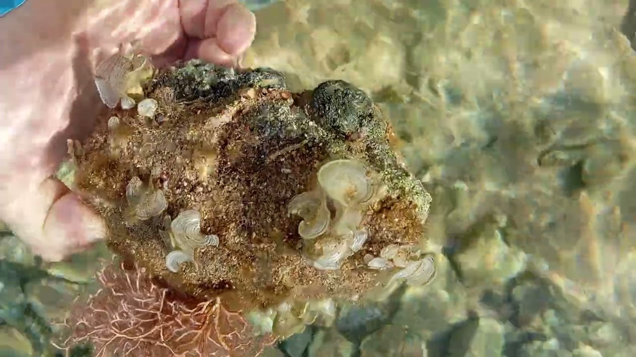 Взять бы такой камушек домой, украшение для любого морского аквариума