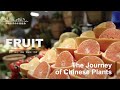 【ENG SUB】The Journey of Chinese Plants FRUIT | 1080P | 影响世界的中国植物 水果