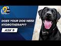 Ask 9: Does your dog need hydrotherapy?