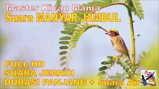 Masteran Murai, Suara Burung MANYAR JAMBUL Durasi Panjang + Terapi Suara Air Mengalir...FULL HD..!!!