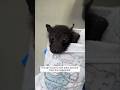 This Girl Found A Lost Baby Bat And Then This Happened 