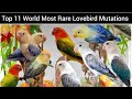 World Most Rare & Expensive Lovebird Mutation | Yellow Face, Aqua, Bronze Fellow, Sapphire Lovebird