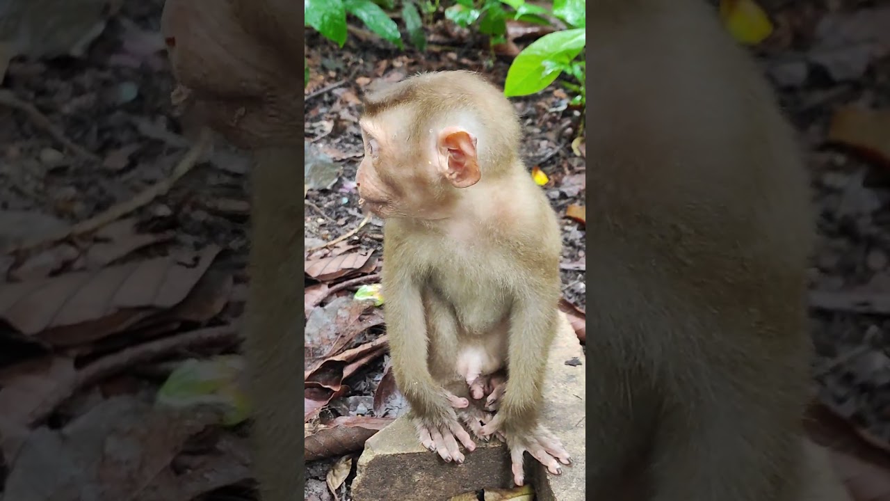 funny all monkey eating cute🐒💋🌼CS10 