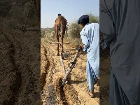 صبي صحراوي عجوز يمارس الزراعة تحت أشعة الشمس الحارقة في الحرارة الشديدة