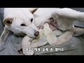 [264] 출산하는 와이프 앞에 앉아서  산실을 지키는 진돗개 금동이, '겨울' '봄' 하얀 강아지 두마리 아빠가 되었어요.