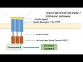 Apoptosis part 1 definition causes  mechanismpathways