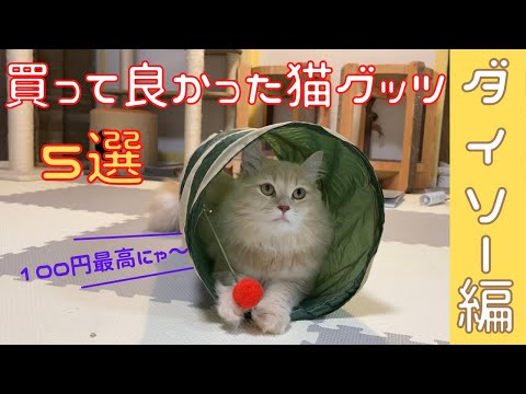 【100均】ダイソー購入品!おすすめ猫グッズ5選