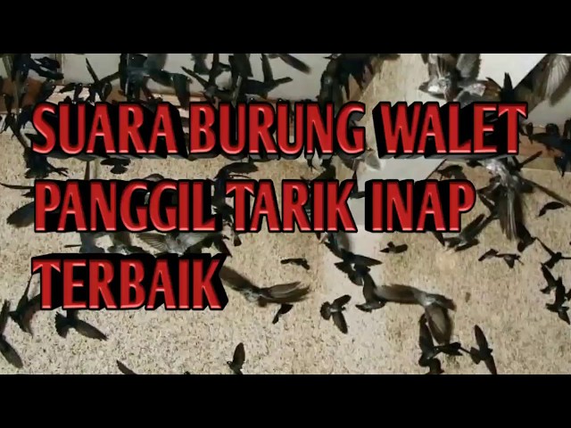 Suara Burung Walet Panggil Tarik Inap Terbaik class=