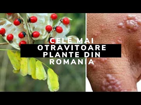 CELE MAI OTRAVITOARE 10 PLANTE DIN ROMANIA [ ATENTIE MAXIMA ]